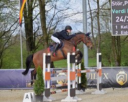jumper Vincent Rg Z (Zangersheide riding horse, 2013, from Verdi)