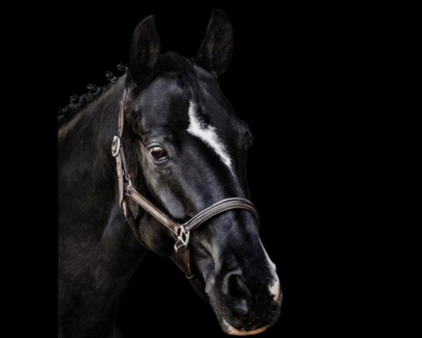 broodmare Favera Bell Boa (Hanoverian, 2010, from Fürst Nymphenburg) broodmare Favera Bell Boa (Hanoverian, 2010, from Fürst Nymphenburg)