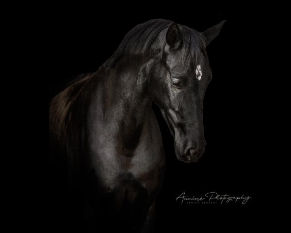 dressage horse Dark Diamond 85 (Hanoverian, 2013, from Don Schufro)