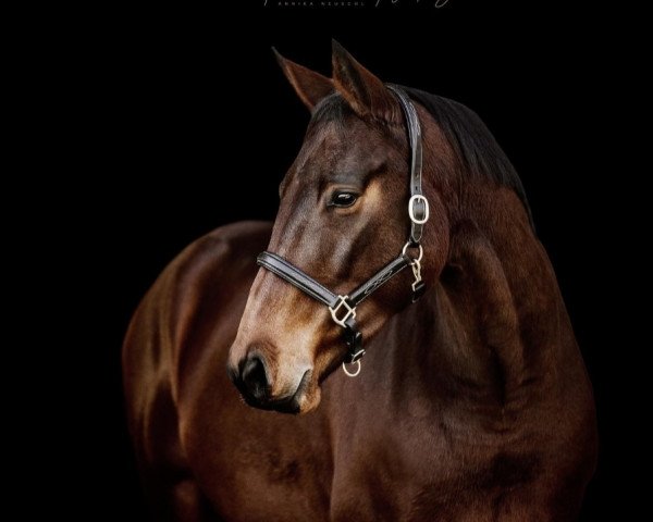 jumper Karandine (KWPN (Royal Dutch Sporthorse), 2015, from Eldorado van de Zeshoek)