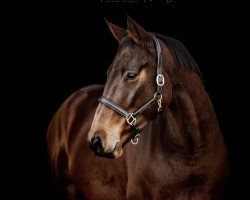 jumper Karandine (KWPN (Royal Dutch Sporthorse), 2015, from Eldorado van de Zeshoek)