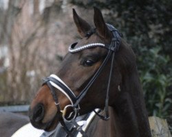 dressage horse Lady Rose 14 (Danish Warmblood, 2019, from Farrell)