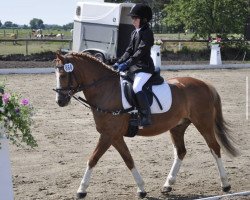 dressage horse Iolith (unknown, 2000)