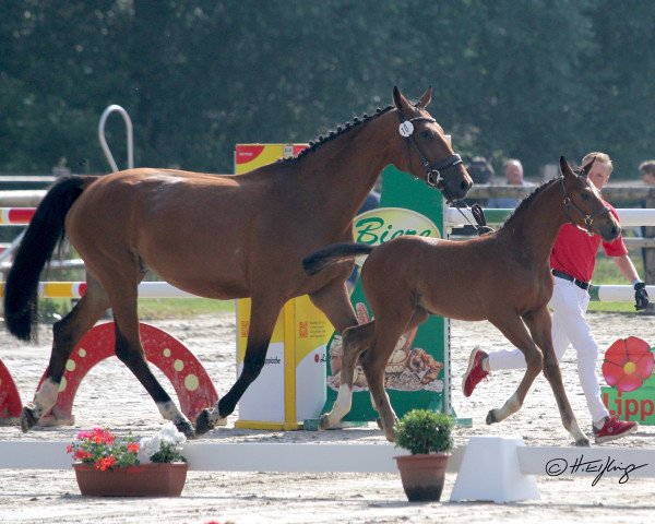 horse Stute von Big Star / Grey Top (Westphalian, 2021, from Big Star)