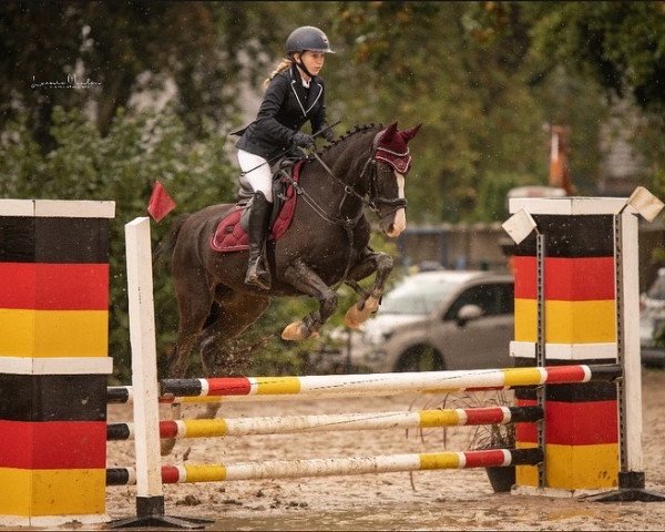 Springpferd Picasso (Deutsches Reitpony, 2002, von Playboy)