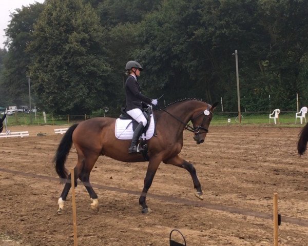 horse Arthur's Son (Westphalian, 2014, from All At Once)