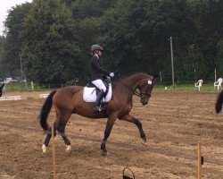 horse Arthur's Son (Westphalian, 2014, from All At Once)