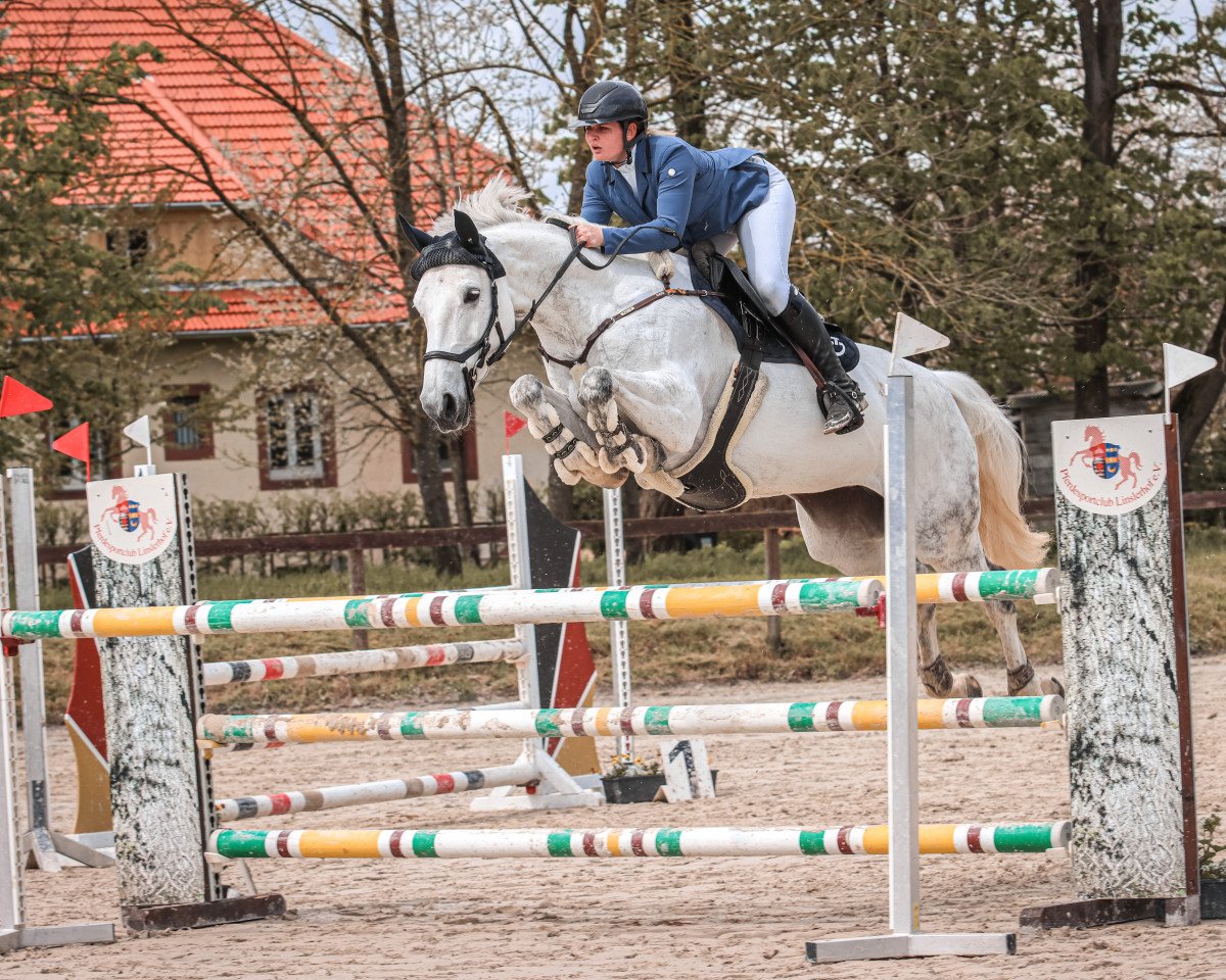 jumper Celia Z (German Warmblood, 2013, from Cordess 2)