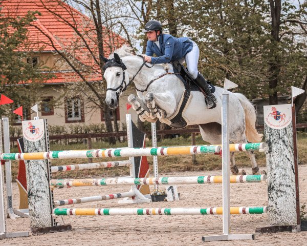 jumper Celia Z (German Warmblood, 2013, from Cordess 2)