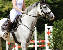 jumper Sheldon White (Hanoverian, 2014, from Sandro Boy)