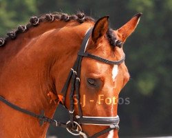 Dressurpferd Cookies'n Cream 4 (Deutsches Reitpony, 2016, von Kastanienhof Cockney Cracker)
