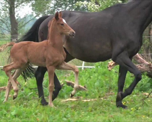 Video von Donna Rosalia