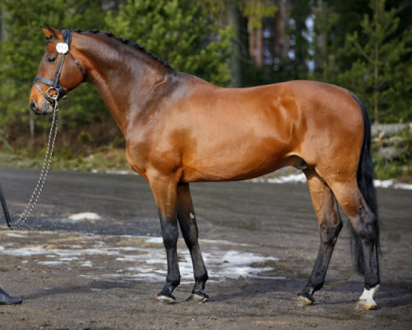 Deckhengst Concreto 174 FIN (Holsteiner, 1998, von Contender)
