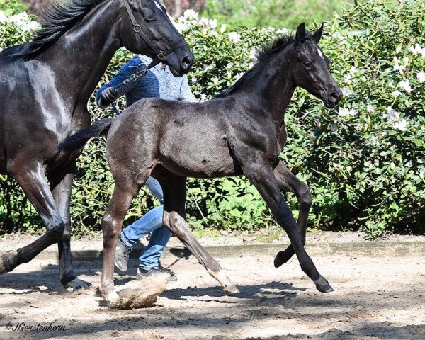 stallion Hengst von Despacito (Hanoverian, 2023, from Despacito 16)