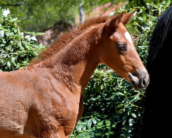 stallion Hengst von Secret (Hanoverian, 2023, from Secret)