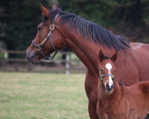 horse Stute von Frankel xx (Thoroughbred, 2023, from Frankel xx)