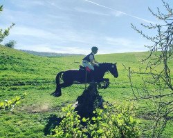 dressage horse Bellissima von der Geest (German Riding Pony, 2016, from Bismarck)