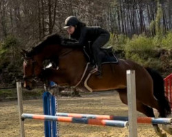 jumper C´est moi Chakira (Hanoverian, 2013, from Cassador)