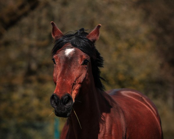 horse Fairytale Peaches (Westphalian, 2014, from Farbenspiel)