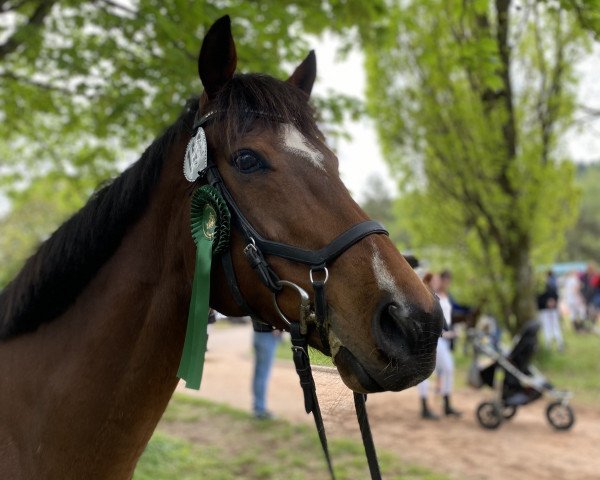 dressage horse Soryu (Thoroughbred, 2013, from Siyouni xx)
