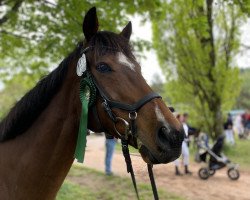 dressage horse Soryu (Thoroughbred, 2013, from Siyouni xx)