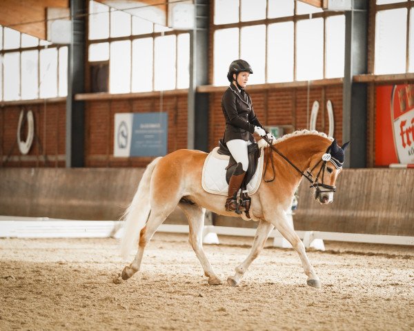 Dressurpferd Little Rocketman (Haflinger, 2014, von Anselazio)
