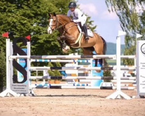 jumper Catch Me 70 (German Sport Horse, 2013, from Casdorff)