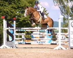 jumper Catch Me 70 (German Sport Horse, 2013, from Casdorff)