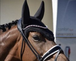 dressage horse Diarell (Westphalian, 2016, from Dante Weltino Old)