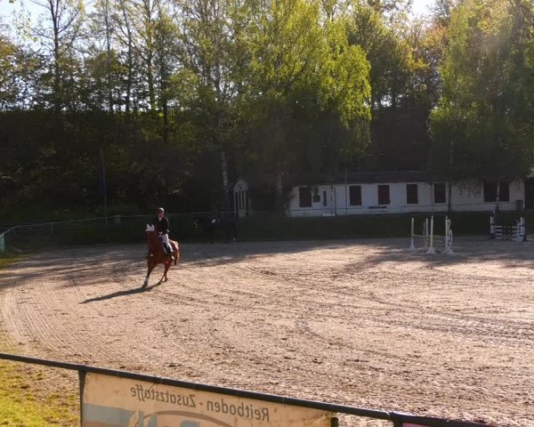 Reitturnier Lgl.-Oberhain, B95 2023