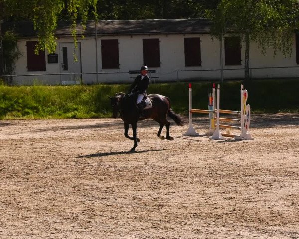 Reitturnier Lgl.-Oberhain, B95 2023