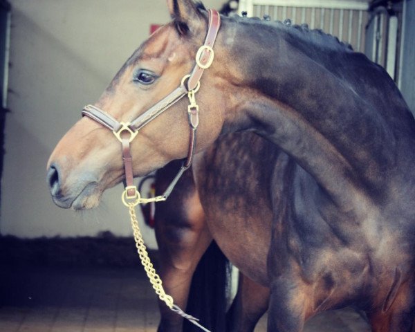 jumper What a Feeling 30 (Holsteiner, 2013, from Connor 48)