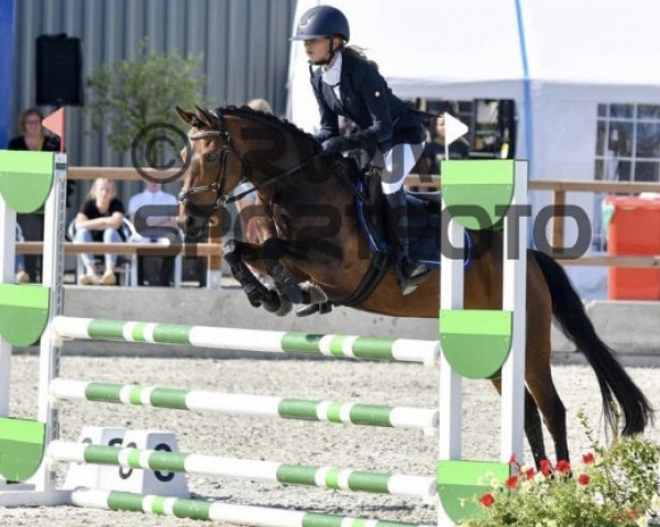 horse Ten Ankers Jophanmar (New Forest Pony, 2005, from Burley Phantom)