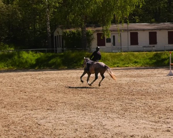 Reitturnier Lgl.-Oberhain, B95 2023