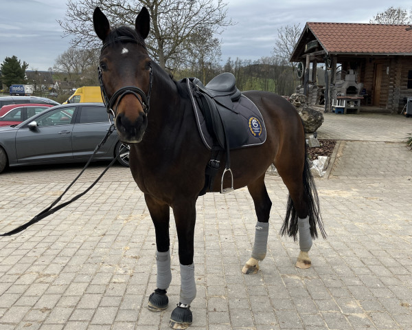 dressage horse Fellini 152 (German Sport Horse, 2016, from Foundation 2)