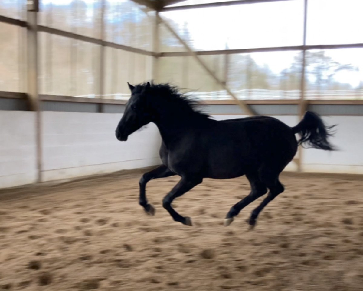 Pferd Fürst Nestor (Hannoveraner, 2021, von Finest)