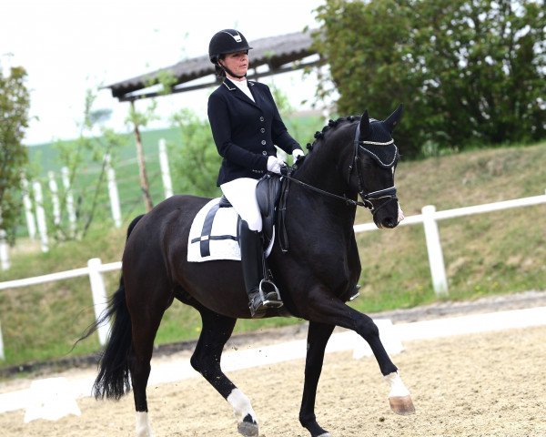 dressage horse Go for Gold D (Oldenburg, 2016, from Grey Flanell) dressage horse Go for Gold D (Oldenburg, 2016, from Grey Flanell)