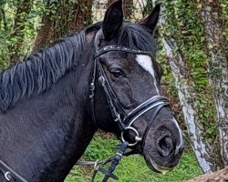 broodmare Paulin 8 (German Riding Pony, 2004, from FS Pour l'Amour)