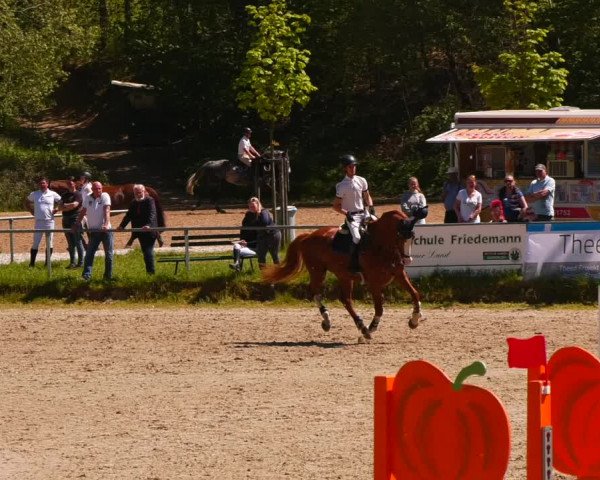 Reitturnier Lgl.-Oberhain, B95 2023