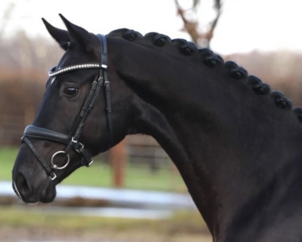 horse Lord Darnley 3 (Oldenburg, 2020, from Lord Europe)