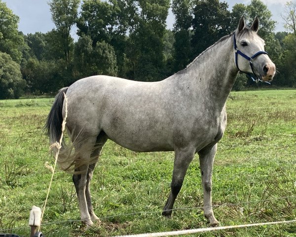 broodmare Frozen Blue (Holsteiner, 2013, from Zirocco Blue)