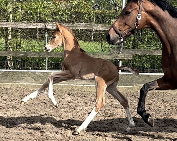 Pferd Hengst von Debutant PS / Vivaldi (Oldenburger, 2023, von Debutant PS)