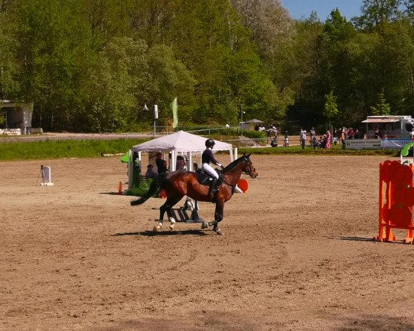 Reitturnier Lgl.-Oberhain, B95 2023