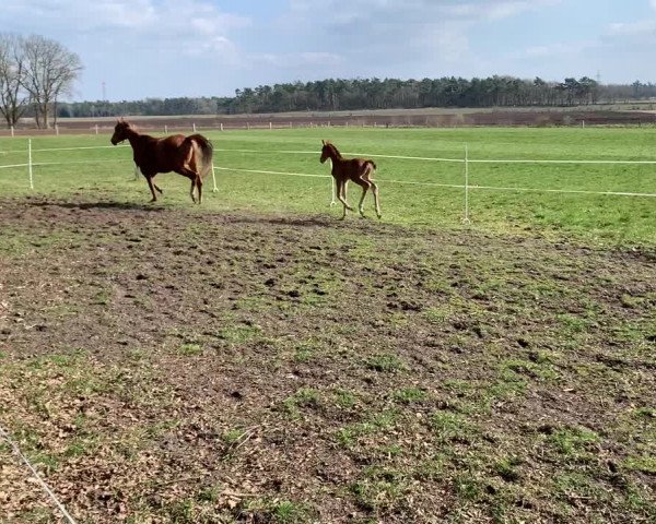 Video of Dorano (Fohlenname)