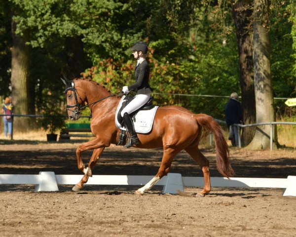 dressage horse Wesley Sneijder (Hanoverian, 2005, from Weltruhm)