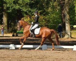 dressage horse Wesley Sneijder (Hanoverian, 2005, from Weltruhm)