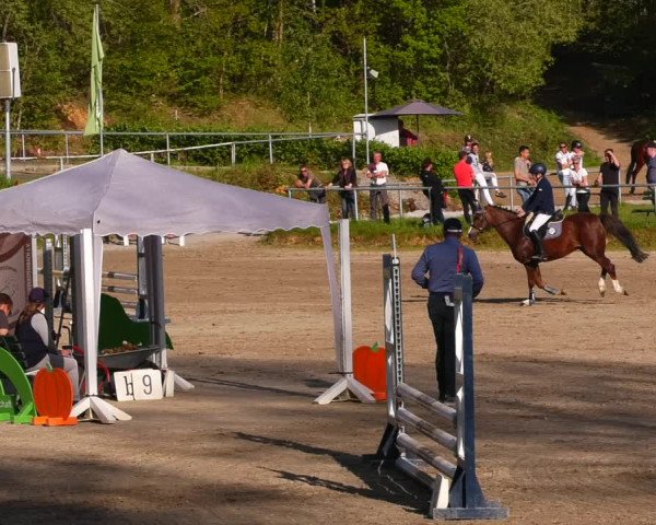 Reitturnier Lgl.-Oberhain, B95 2023