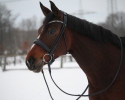 Springpferd Conens Girl (Westfale, 2012, von Conen)