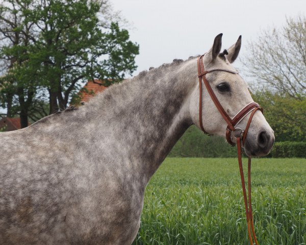 broodmare Cordina MK (Zangersheide riding horse, 2016, from Corydon van T&L)