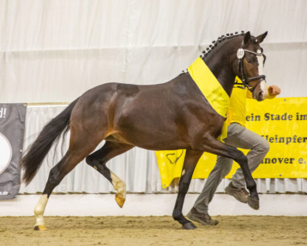 stallion Khan (German Riding Pony, 2020, from Kent Nagano WE)